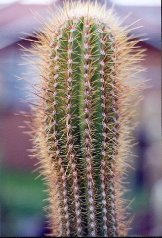 Pachgerocereus_orcuttii